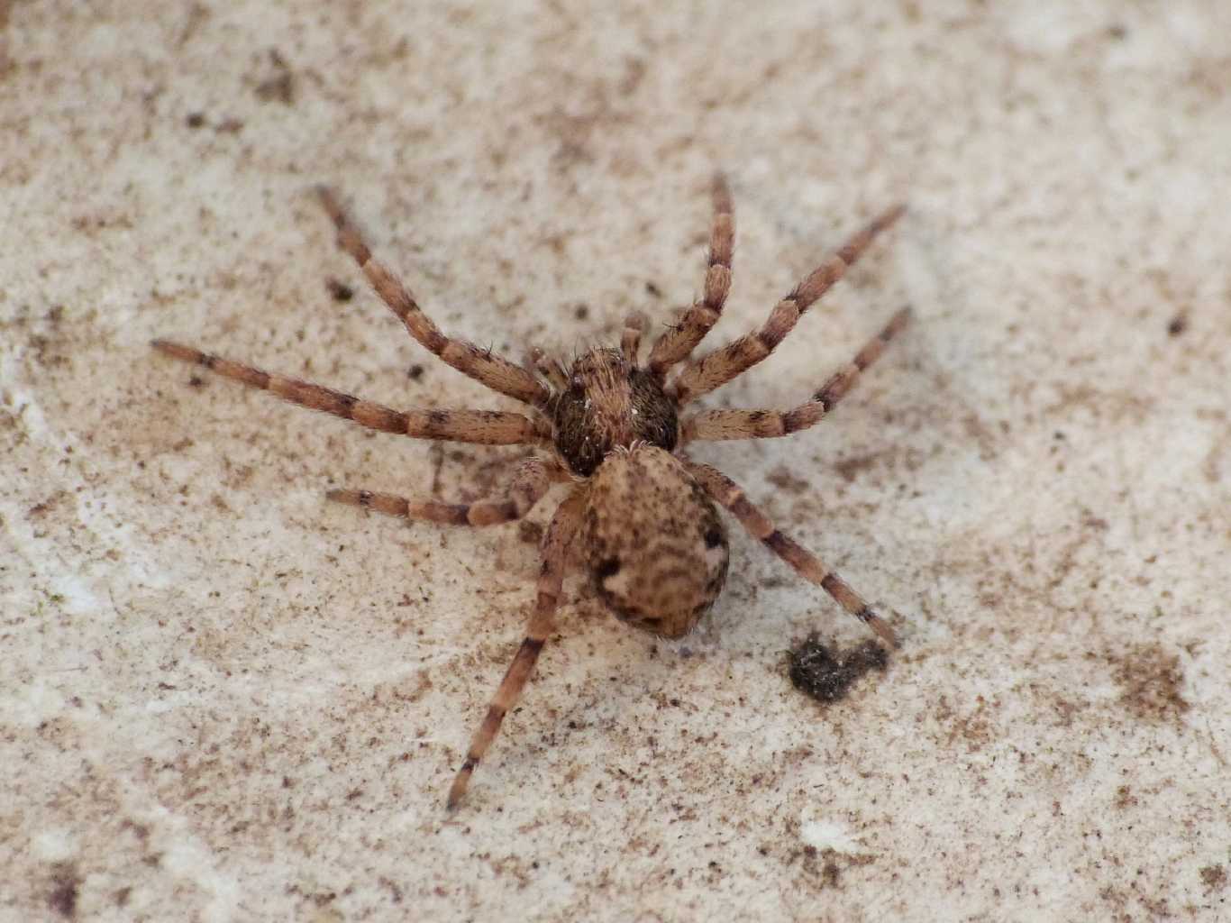 Crustulina sp. e Pulchellodromus bistigma - Ostia Antica (RM)